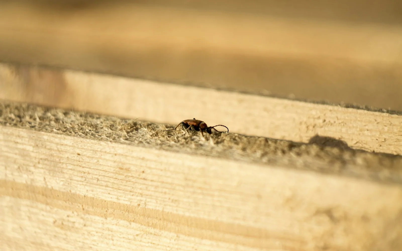 Coptotermes acinaciformis soldiers and workers in damaged timber