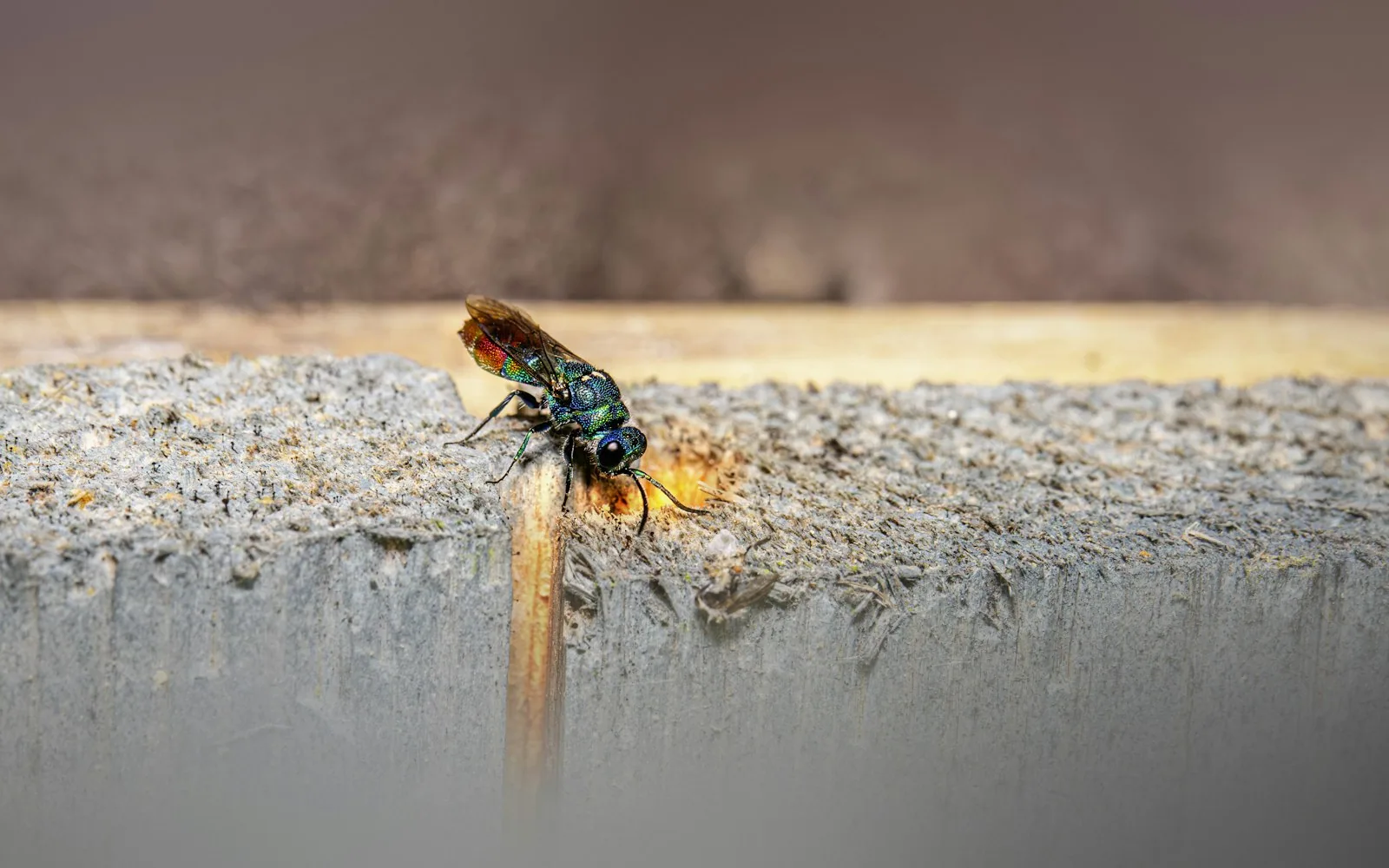 Coptotermes frenchi worker termites