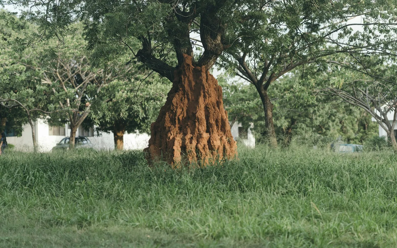 Coptotermes lacteus mound in Victorian bushland