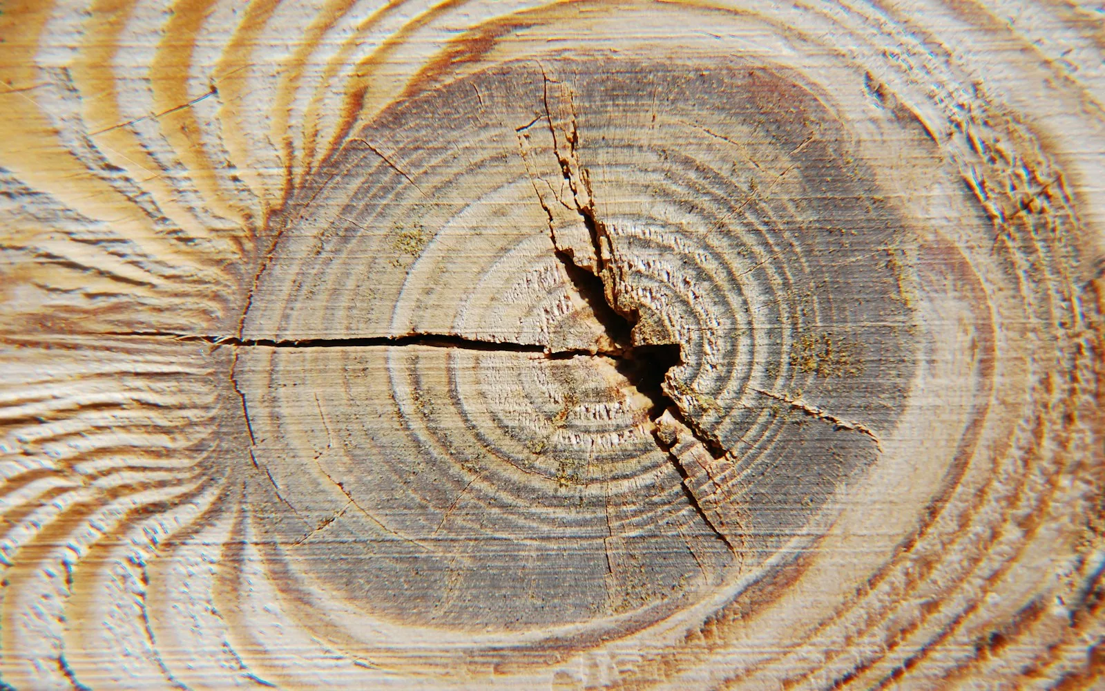 Heterotermes ferox soldier termites in a fence post