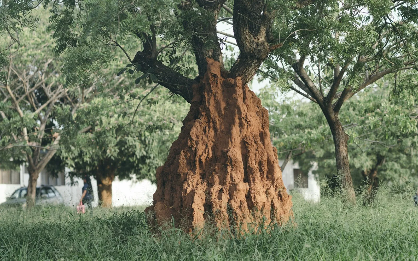 Nasutitermes exitiosus mound and nasute soldiers