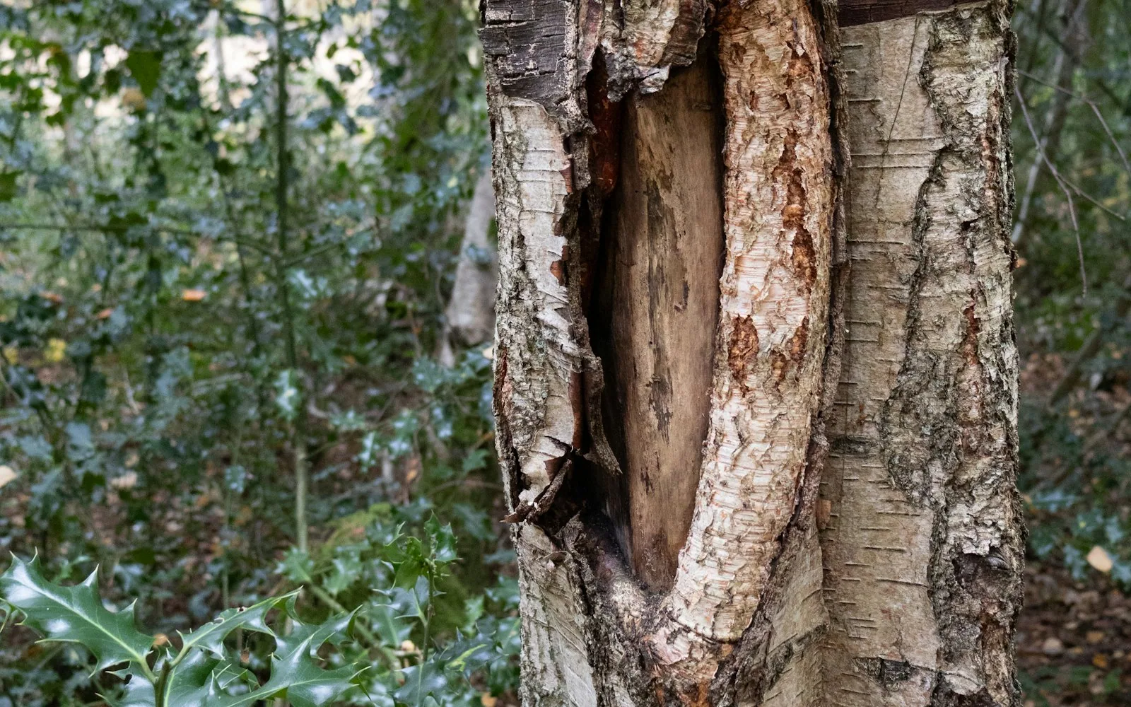 Porotermes adamsoni dampwood termite