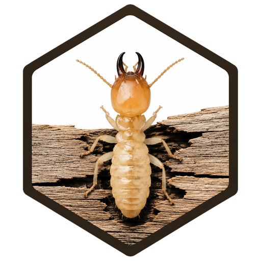 Apex Termites Removal logo